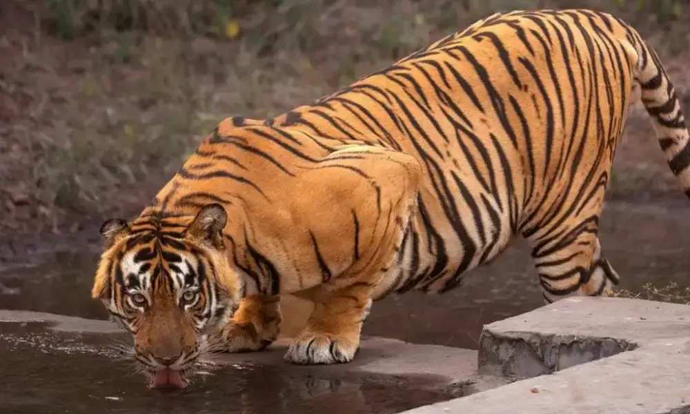 Overnight Sariska Wildlife Tour